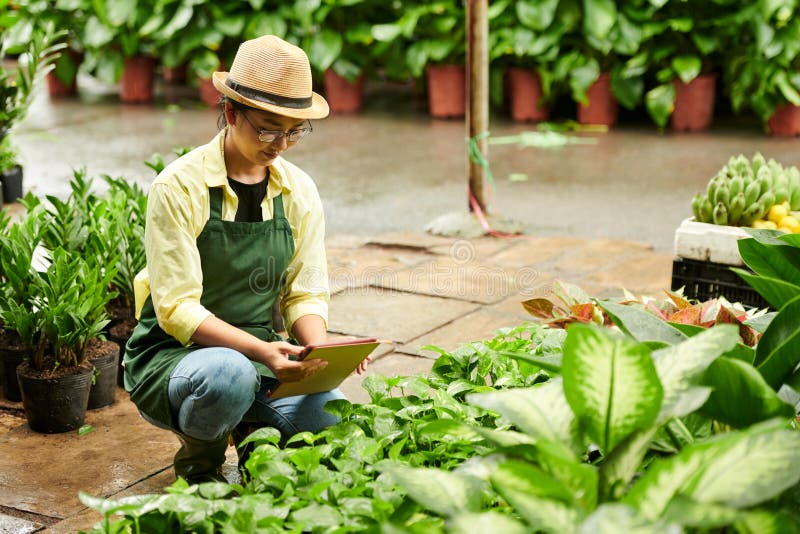 Flower Nursery Worker Checking Plants Stock Image Image of shop