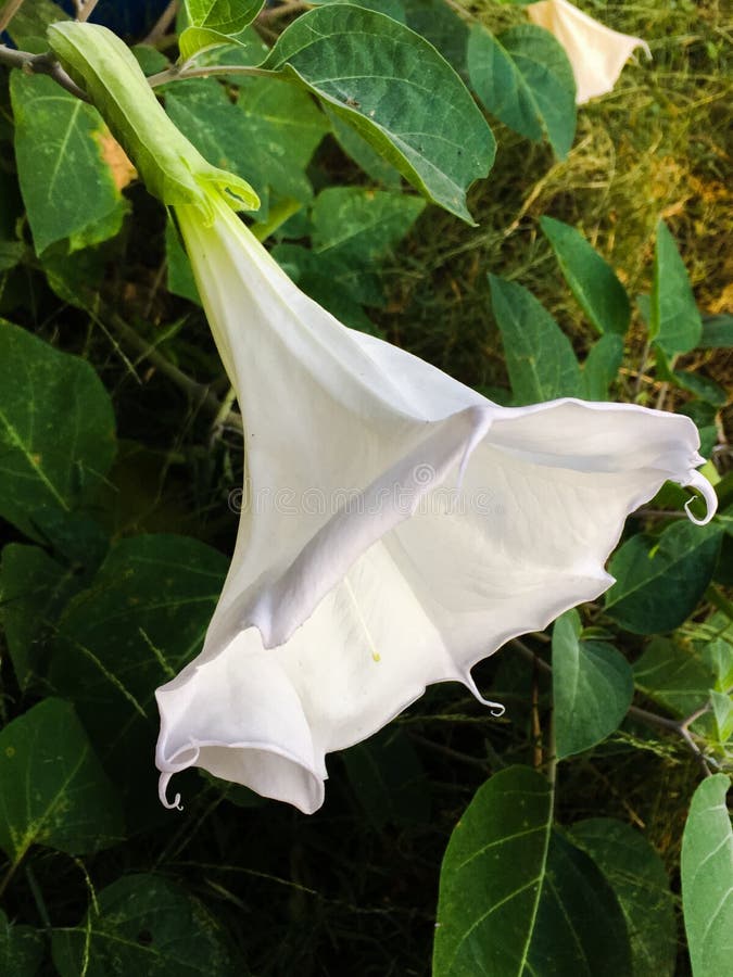 Moon flower Magic stock photo. Image of release, flower 133249102