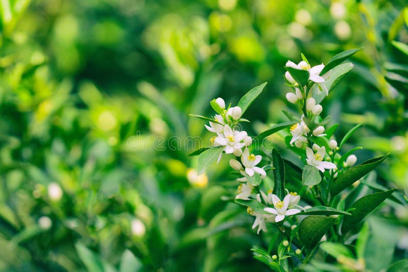 Flower of orange fruit stock photo. Image of orange, bloom 87730936