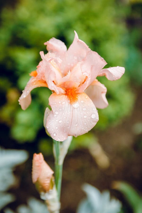 Flower Orange Iris in the Morning Dew. Green Background the Botanic Gardens Stock Image Image