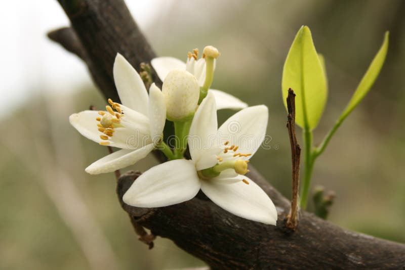  Flower  of an orange  tree  stock image Image of anther 