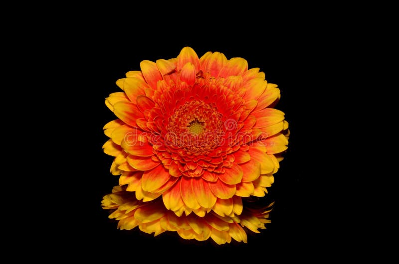 Flower, Orange, Yellow, Gerbera Picture. Image 95834579
