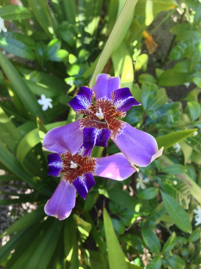 Orchid Atlantic Garden And Orchid Atlantic Garden And
