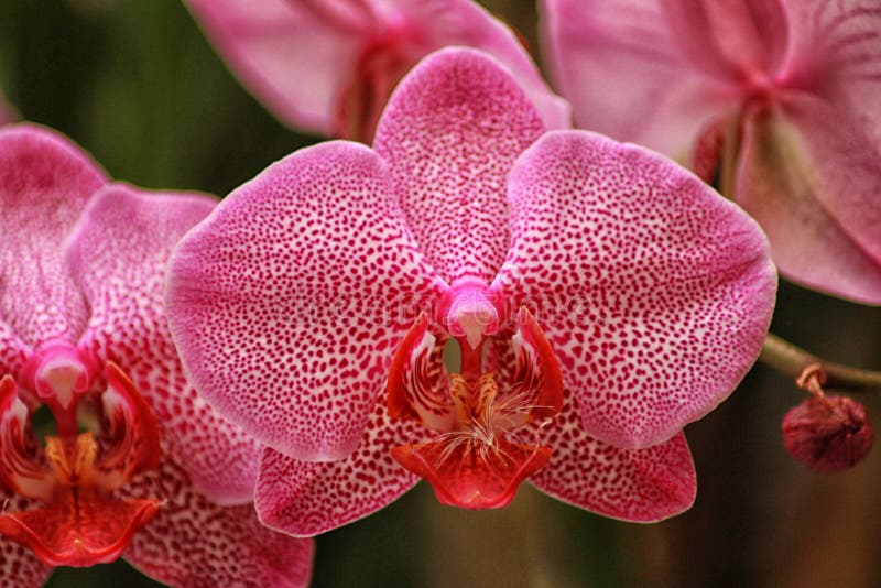 Kwiat Orchidea Stock Photos - Free & Royalty-Free Stock Photos from ...