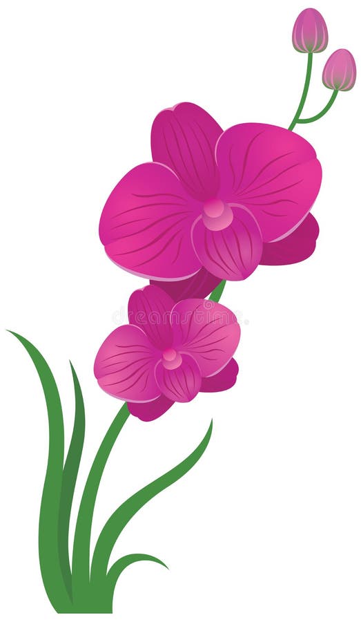 Flower orchid pink and purple color