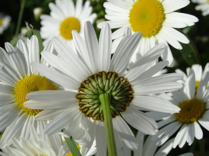 Flower, Oxeye Daisy, Plant, Daisy Family Stock Photo Image of
