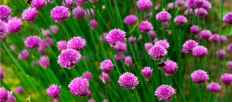 Flower panorama