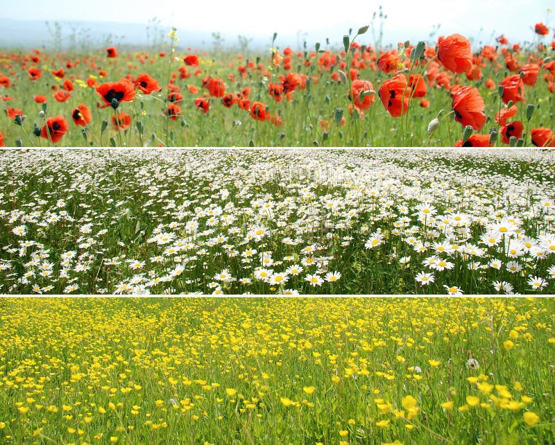 Beautiful flower panoramas for design and banners