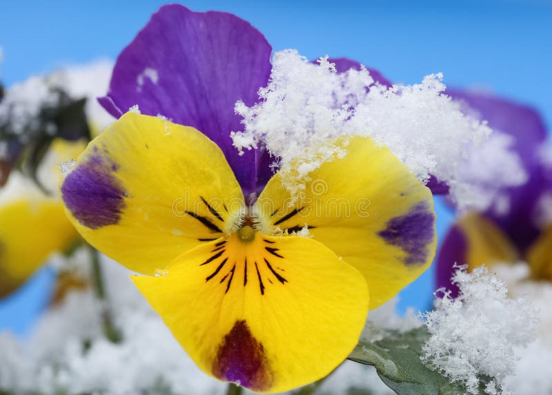 Flower Pansy stock photo. Image of spring, pansy, drops 182687236