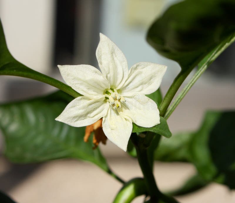 Flower Of Paprika Stock Photos Image 12161183