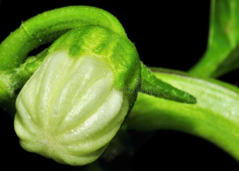 Flower of paprika stock image. Image of green, macro, flower 5003713