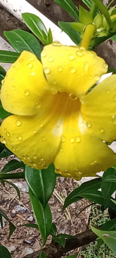 The flower is the part of the plant that will become fruit, usually has a beautiful color and has a nice smell. stock photography