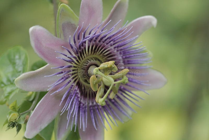 Flower, Passion Flower, Plant, Passion Flower Family Picture. Image