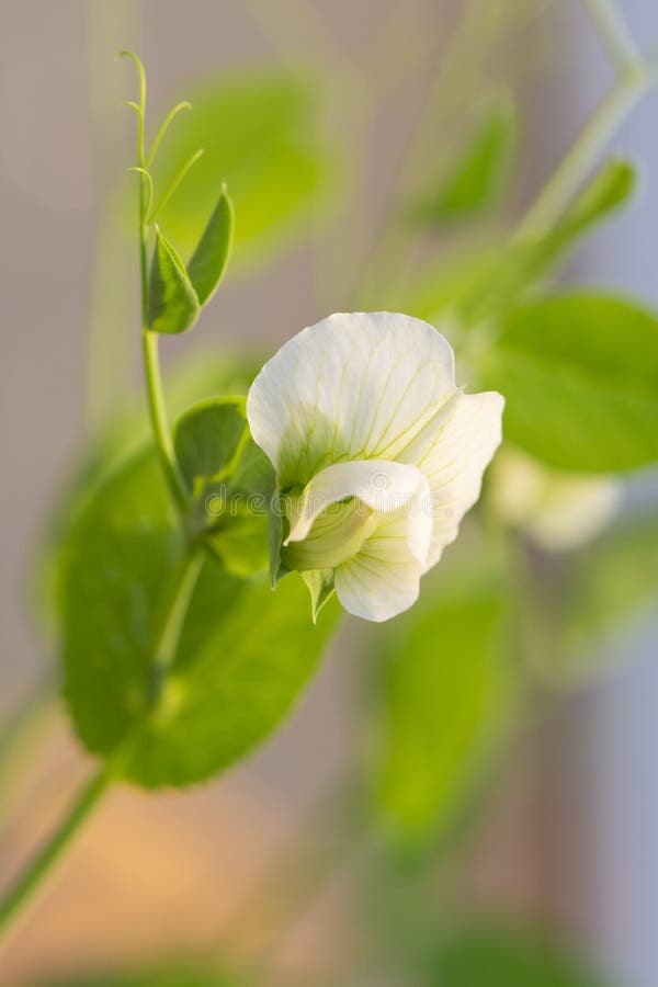 The Flower of a Pea Plant. Small White Flowers Stock Image Image of