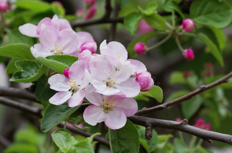 Flower of peach