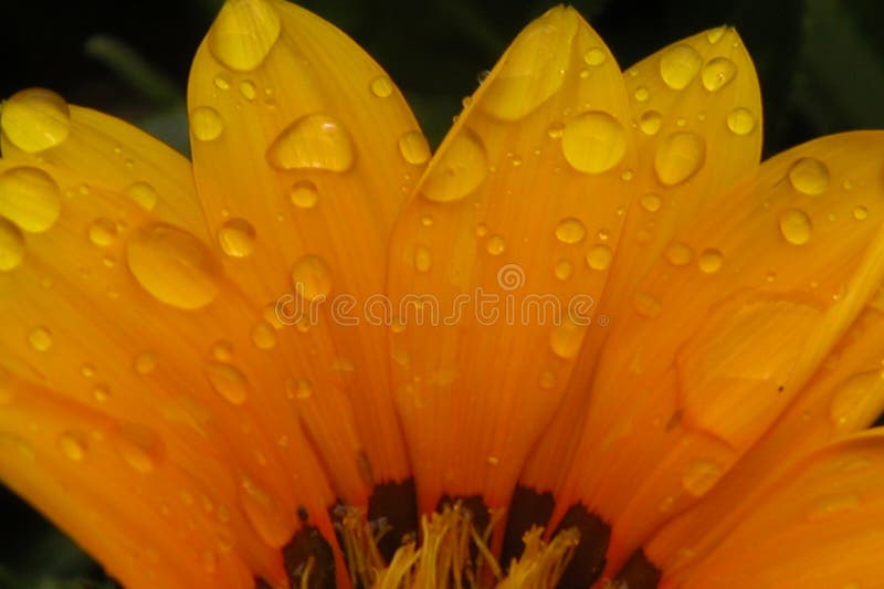 Flower pedals stock image. Image of moisture, pedals, rain - 12723