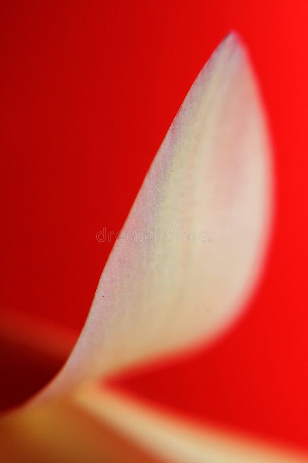 Flower Petal