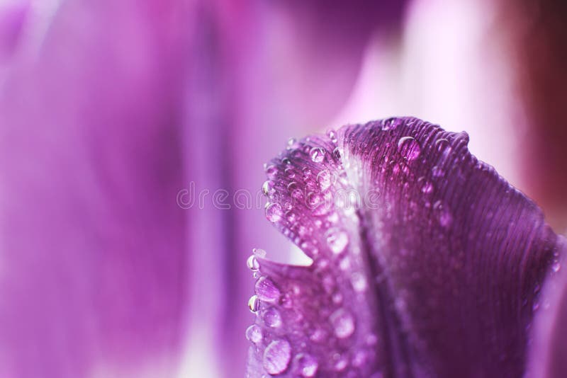 Flower petal with water droplets macro. stock images Flower petal with water droplets macro. stock images