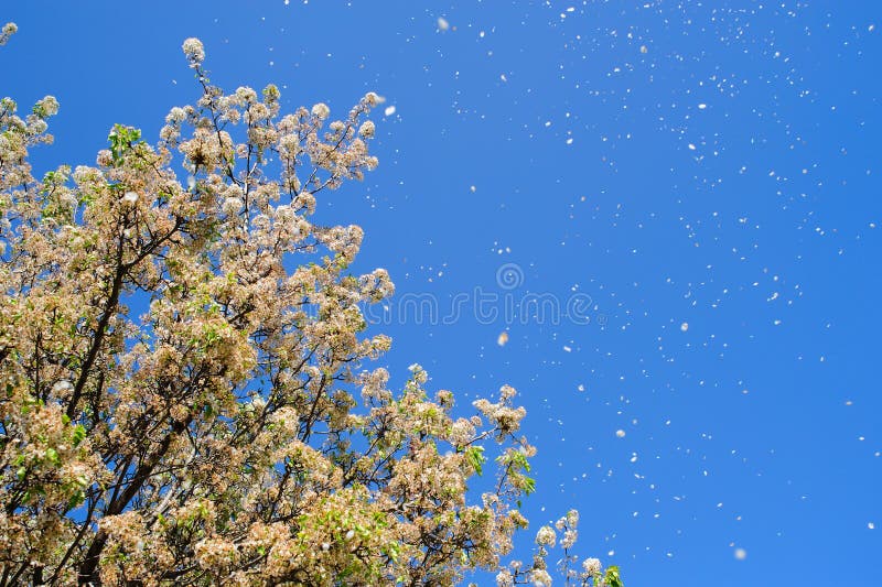 Flower Petals Blowing in the Wind Stock Photo Image of windy