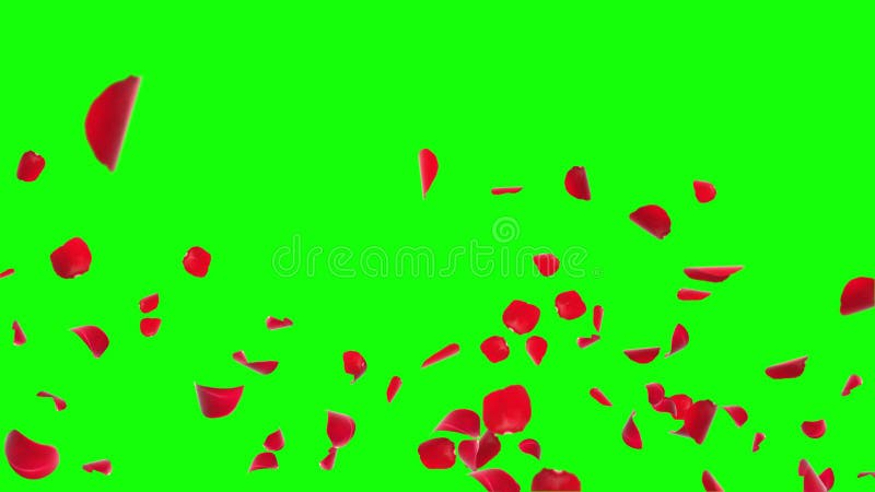 Flower Petals Falling, Pink Color, Rose Petals, Green Screen Animation