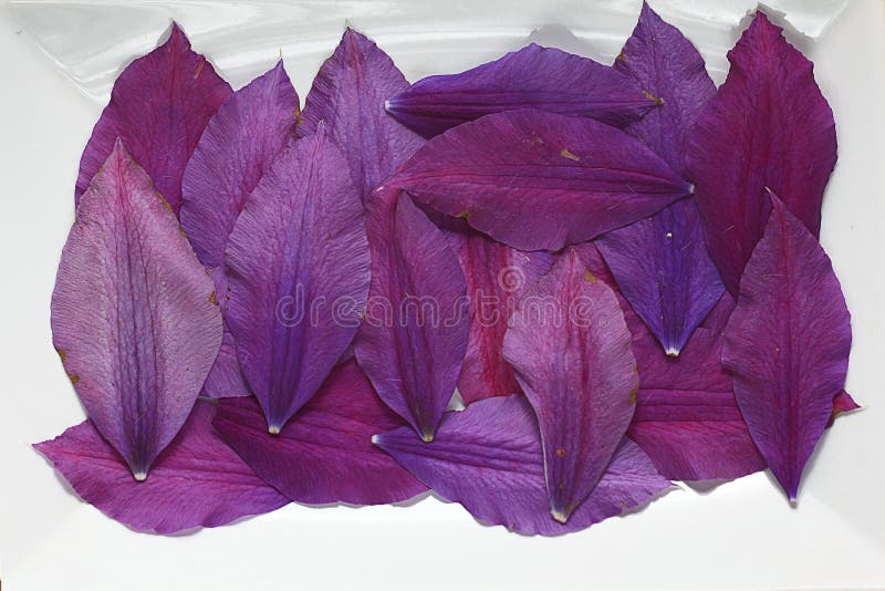 The Natural Texture of Multicolored Flower Petals, Colorful Stock Image Image of decorative