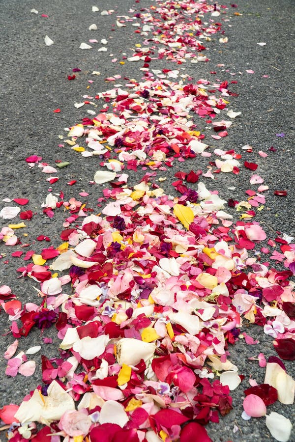 Path covered with petals stock photo. Image of green 54436730