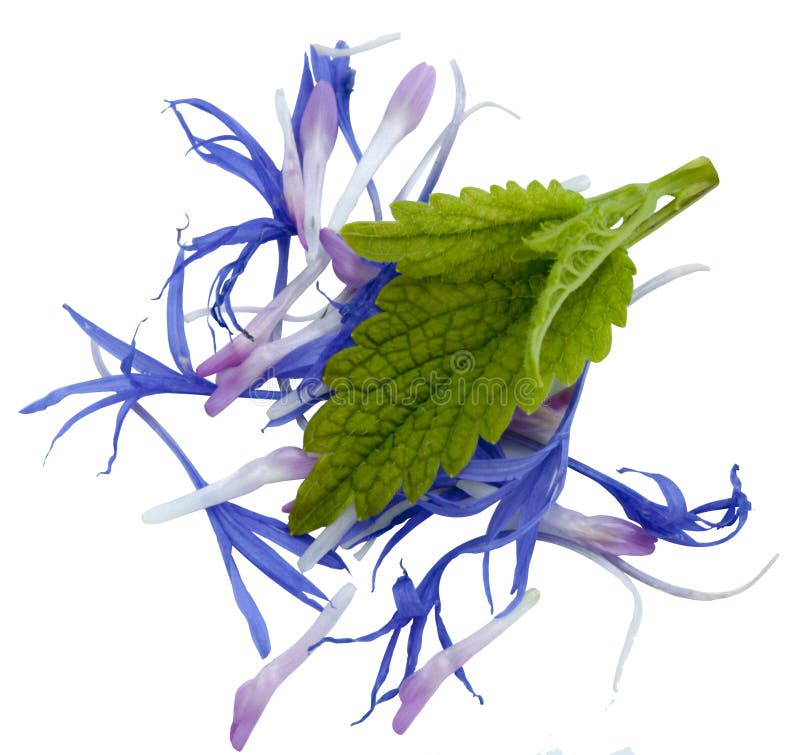 Flower petals for tea stock photo. Image of bouquet, health 93824498