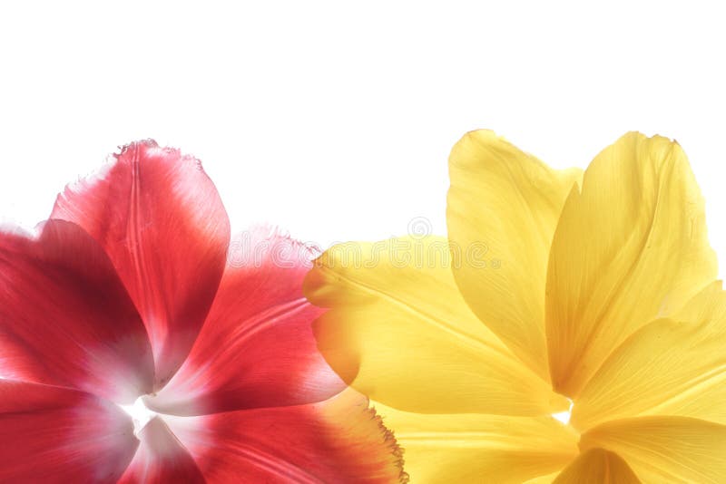 Flower petals on a white background