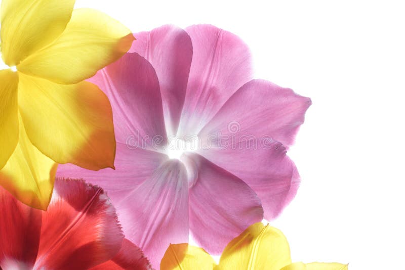 Flower petals on a white background