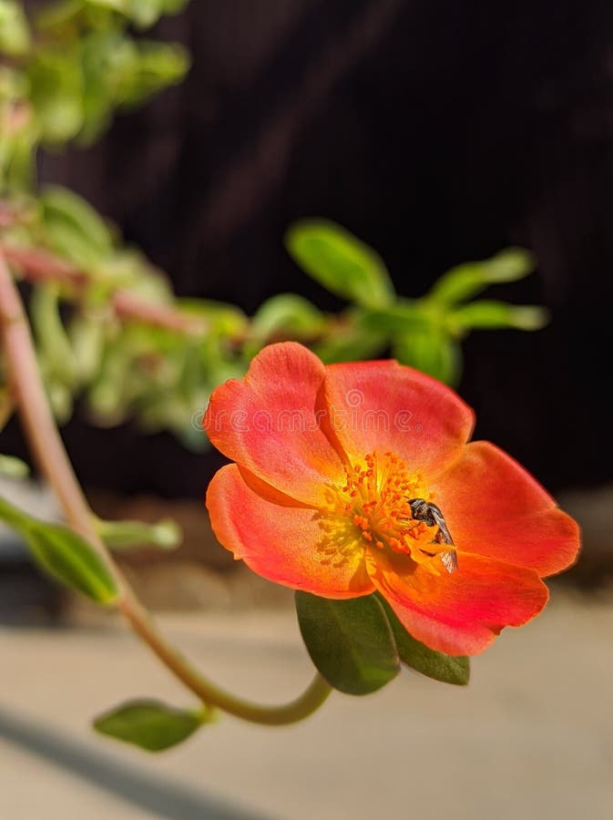 Flower photography ideas stock photo. Image of lily 235047640