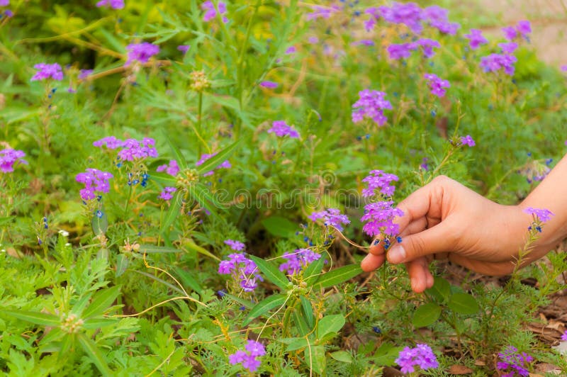 Flower Pick stock photo. Image of field