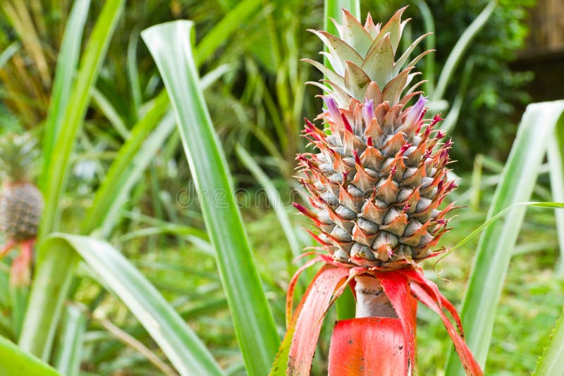 Spanish Moss stock image. Image of delicate, gray, tillandsia 15819031