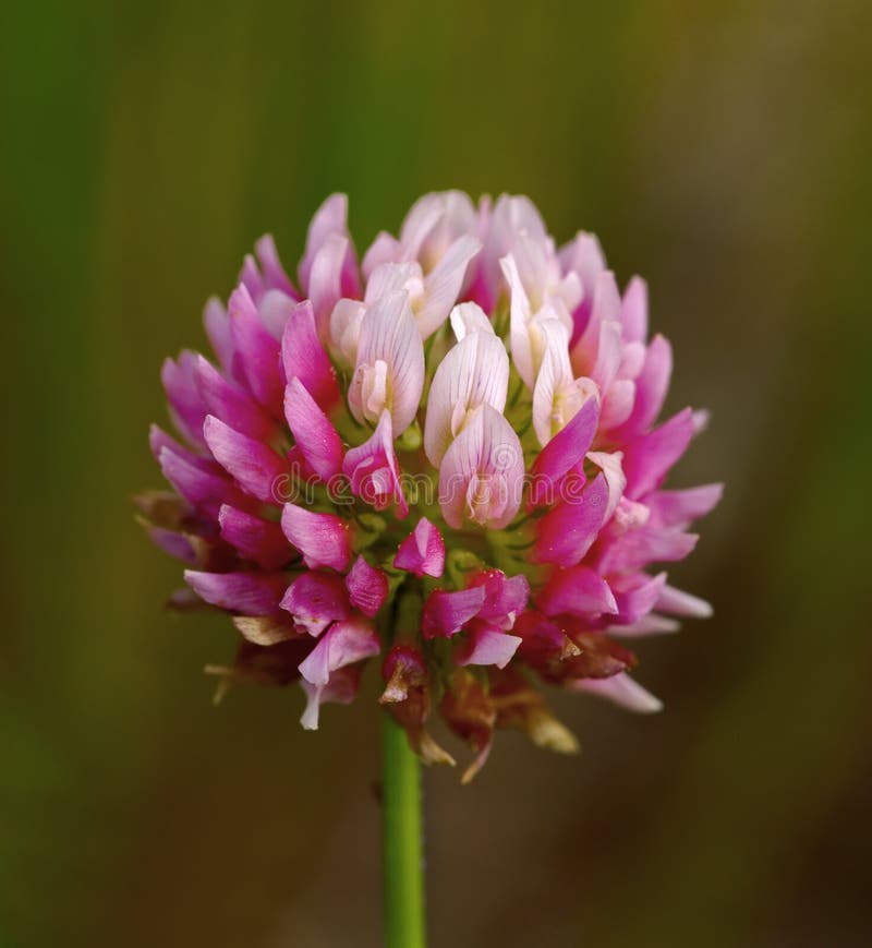 Pink clover stock image. Image of summer, sheet, field 21702141