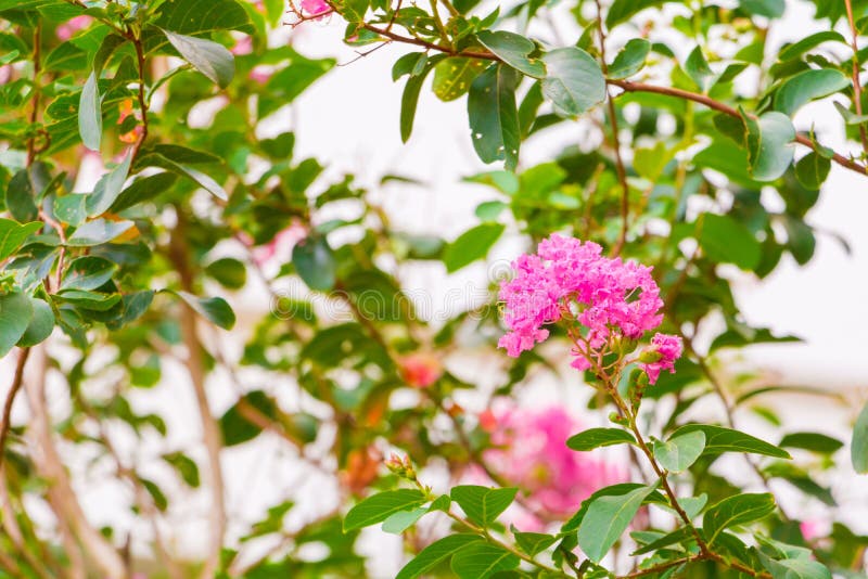 Flower Pink crape myrtle Lagerstroemia speciosa or jarul with copy space add text Select focus with shallow depth of field. royalty free stock photography Flower Pink crape myrtle Lagerstroemia speciosa or jarul with copy space add text Select focus with shallow depth of field. royalty free stock photography