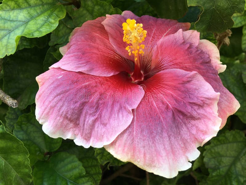Flower, Pink, Hibiscus, Plant Picture. Image 116267395
