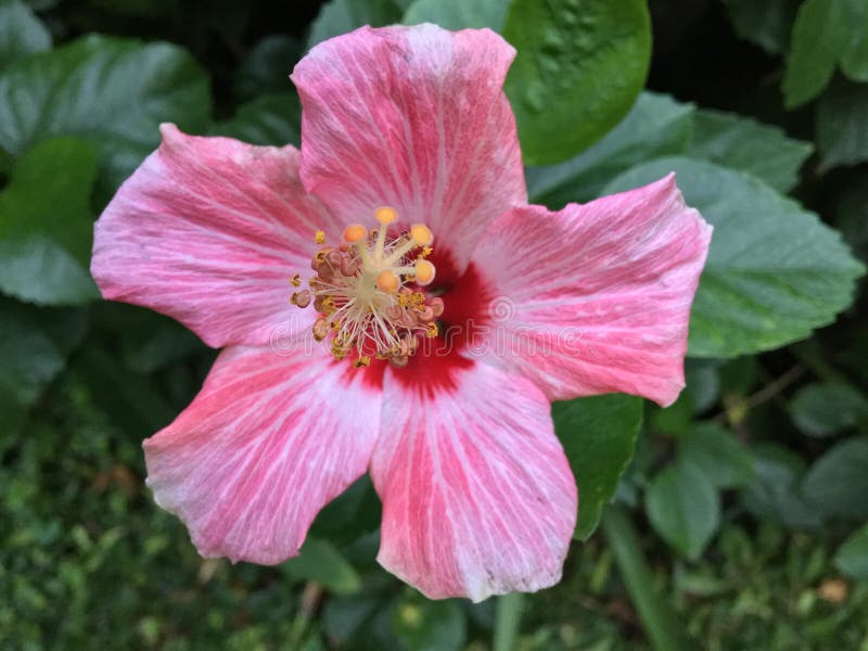 Flower, Pink, Hibiscus, Plant Picture. Image 118242181