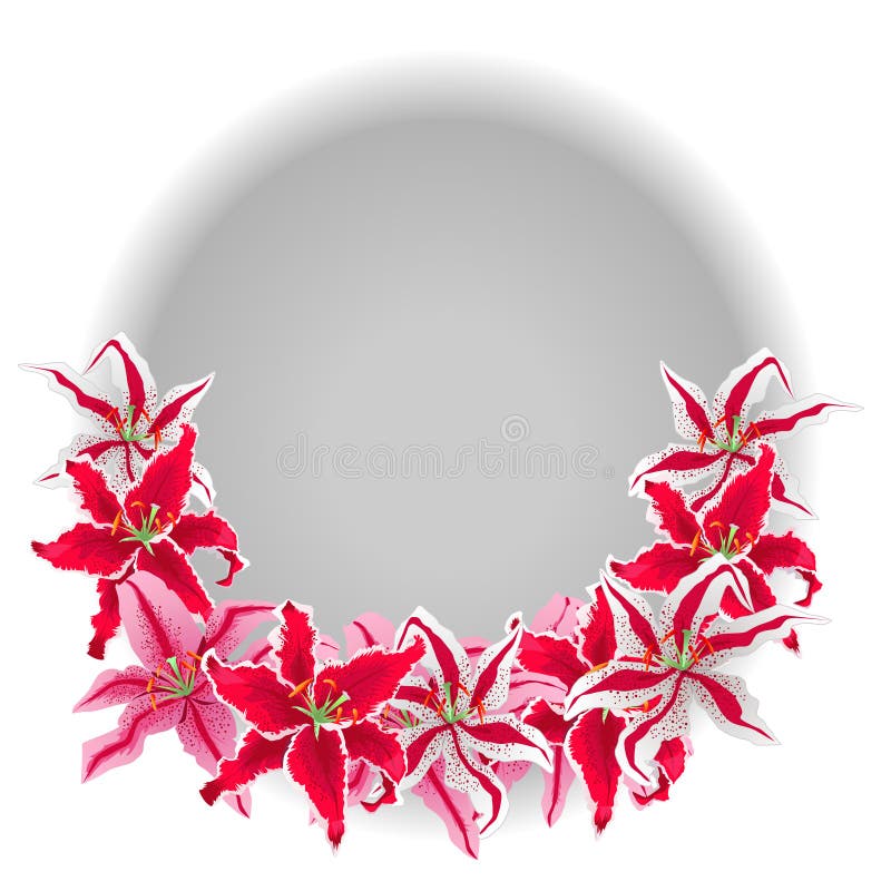 Flower Pink Lilies Isolated on White Background. Colored Vector
