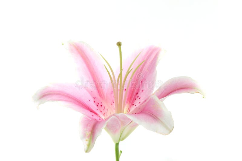Flower pink lily isolated in white background