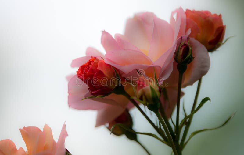 Flower, Pink, Rose Family, Rose Picture. Image 100256322