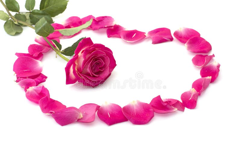 Flower of a pink rose at heart center from lobes royalty free stock photography Flower of a pink rose at heart center from lobes royalty free stock photography