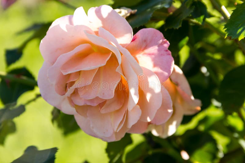 Flower of pink roses stock photo. Image of summer, leaves 97003876