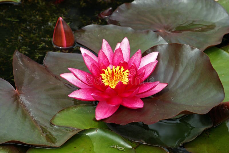 Flower of water lily