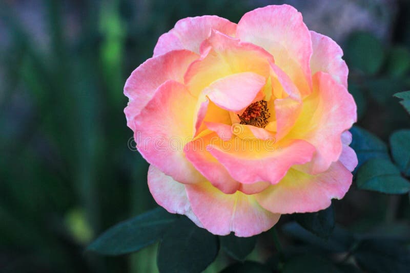 Flower pink-yellow luxuriant rose stock photo