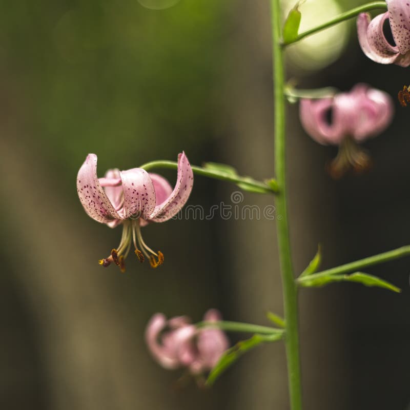 File:Lilium martagon a.jpg - Wikipedia