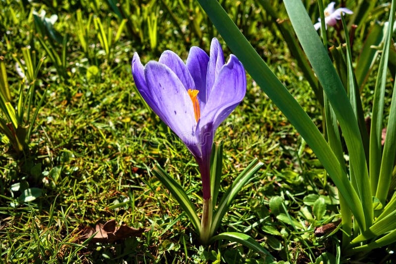 Flower, Plant, Crocus, Flowering Plant Picture. Image 114712737
