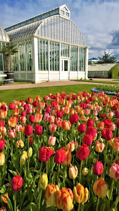 Flower, Plant, Flowering Plant, Botanical Garden Picture. Image 107374699