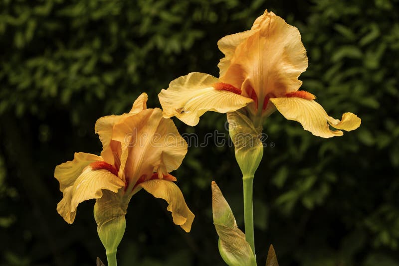 Flower, Plant, Flowering Plant, Iris Family Picture. Image 100772579