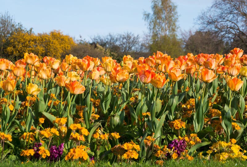 Flower, Plant, Flowering Plant, Spring Picture. Image 135983030