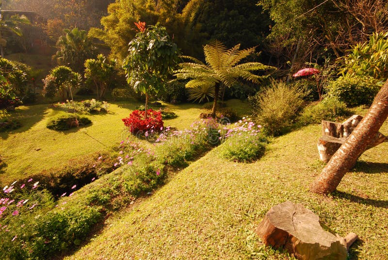 Flower and plant in garden stock image. Image of flower 37606585