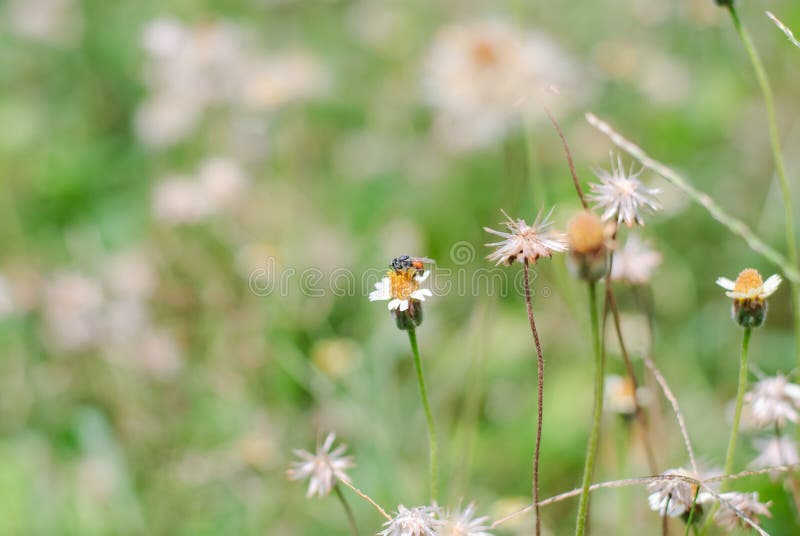 Flower plant grass weed stock image. Image of flower 54196689